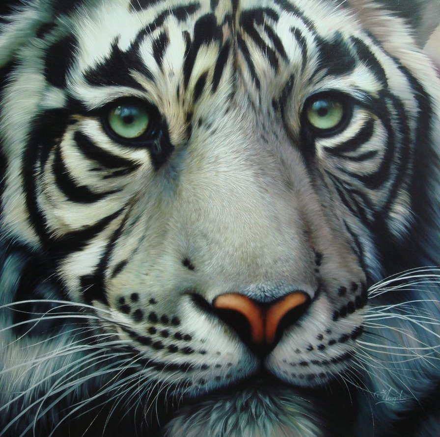 white_tiger_2_by_Raipun
