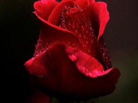 portrait_of_a_rose_by_CrisisCorps