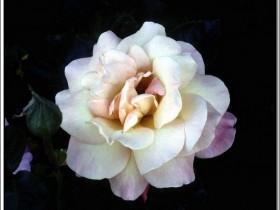 Roses100-sooar_org_1_