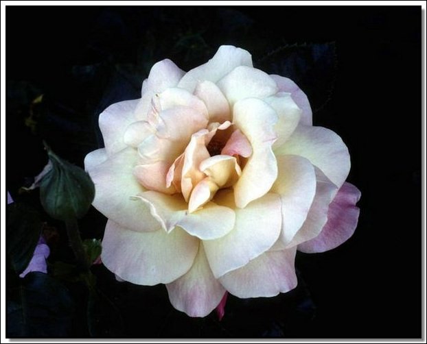 Roses100-sooar_org_1_