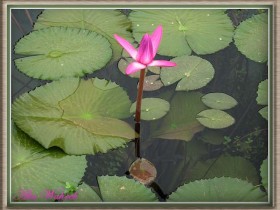 صور من ابداع اعضاء عمان فوتو