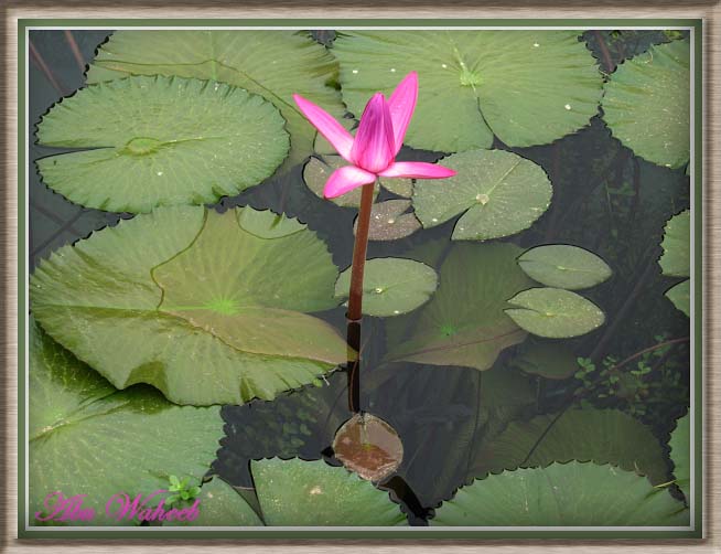 صور من ابداع اعضاء عمان فوتو