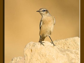 صور من ابداع اعضاء عمان فوتو