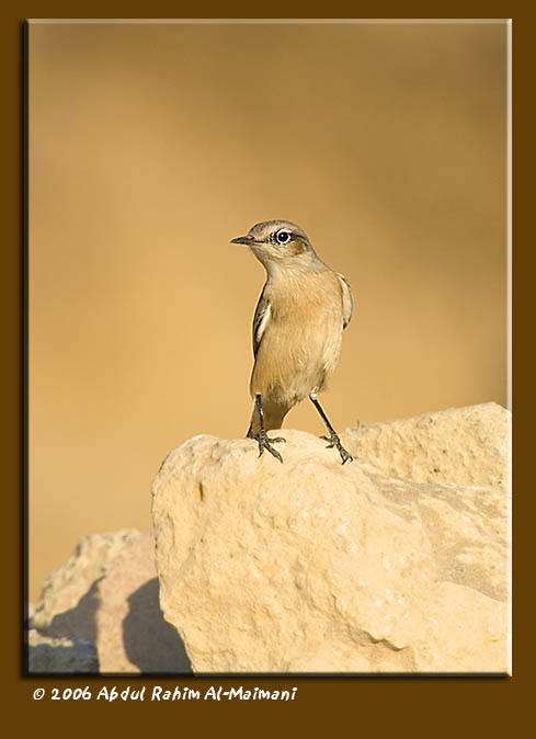 صور من ابداع اعضاء عمان فوتو