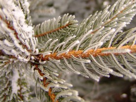 Snowy_Pine_5217_2560_1600_1_