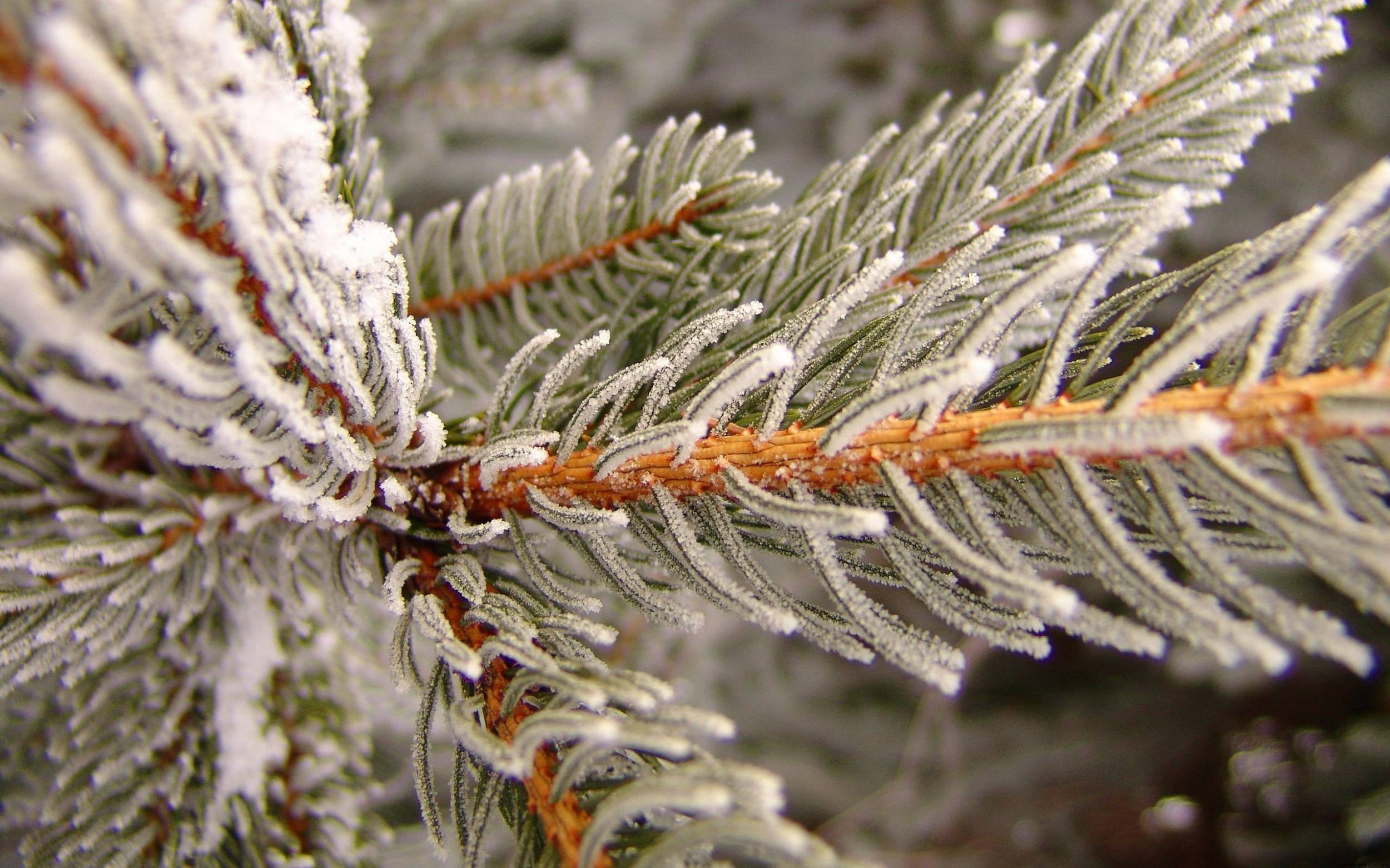 Snowy_Pine_5217_2560_1600_1_