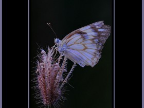 صور من ابداع اعضاء عمان فوتو