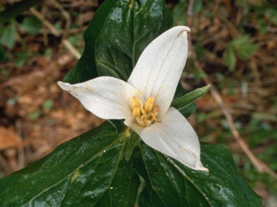 PTBL0039