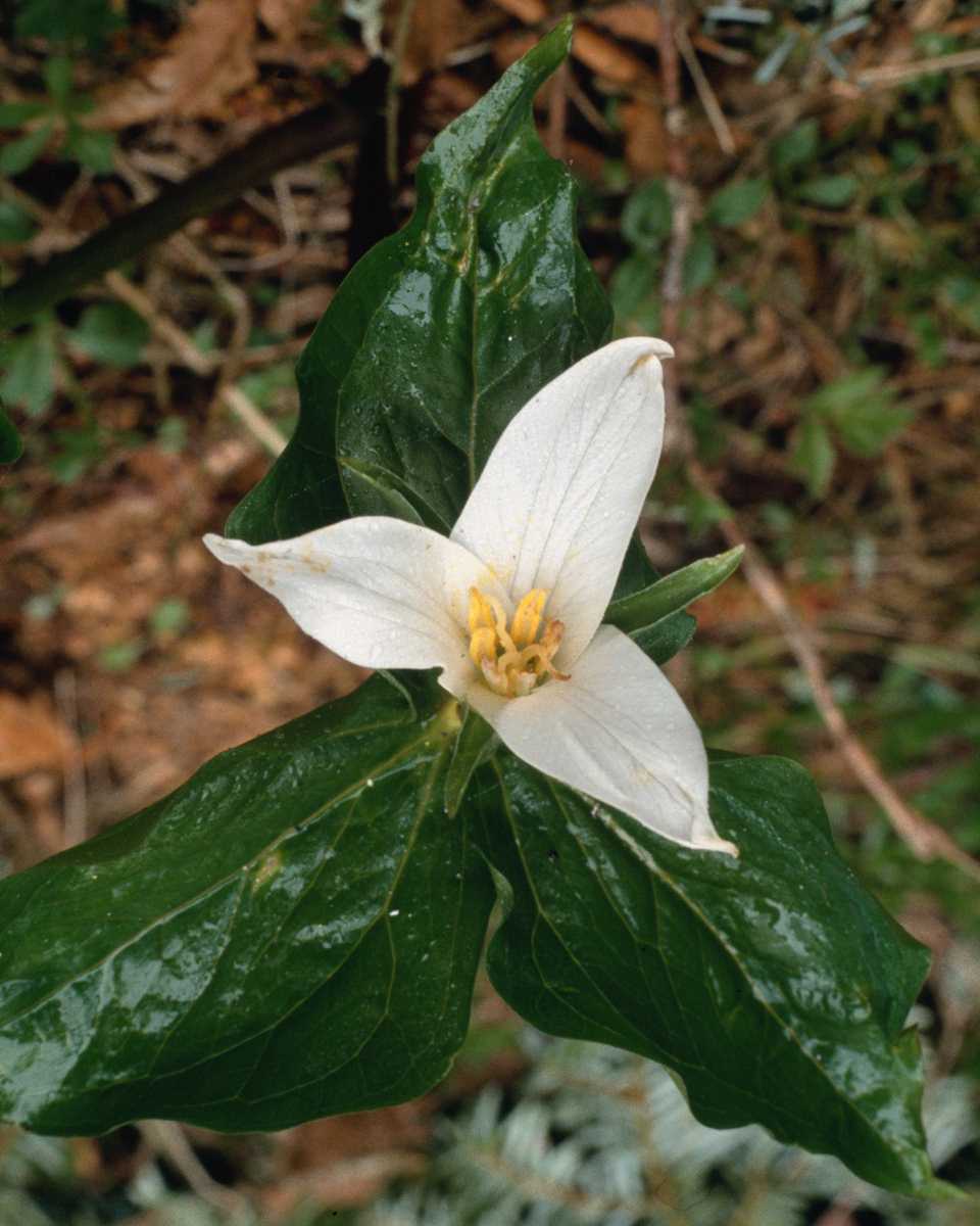 PTBL0039
