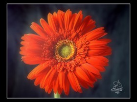 صور من ابداع اعضاء عمان فوتو