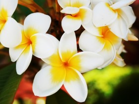 Frangipani_1920_x_1200_widescreen_1_1