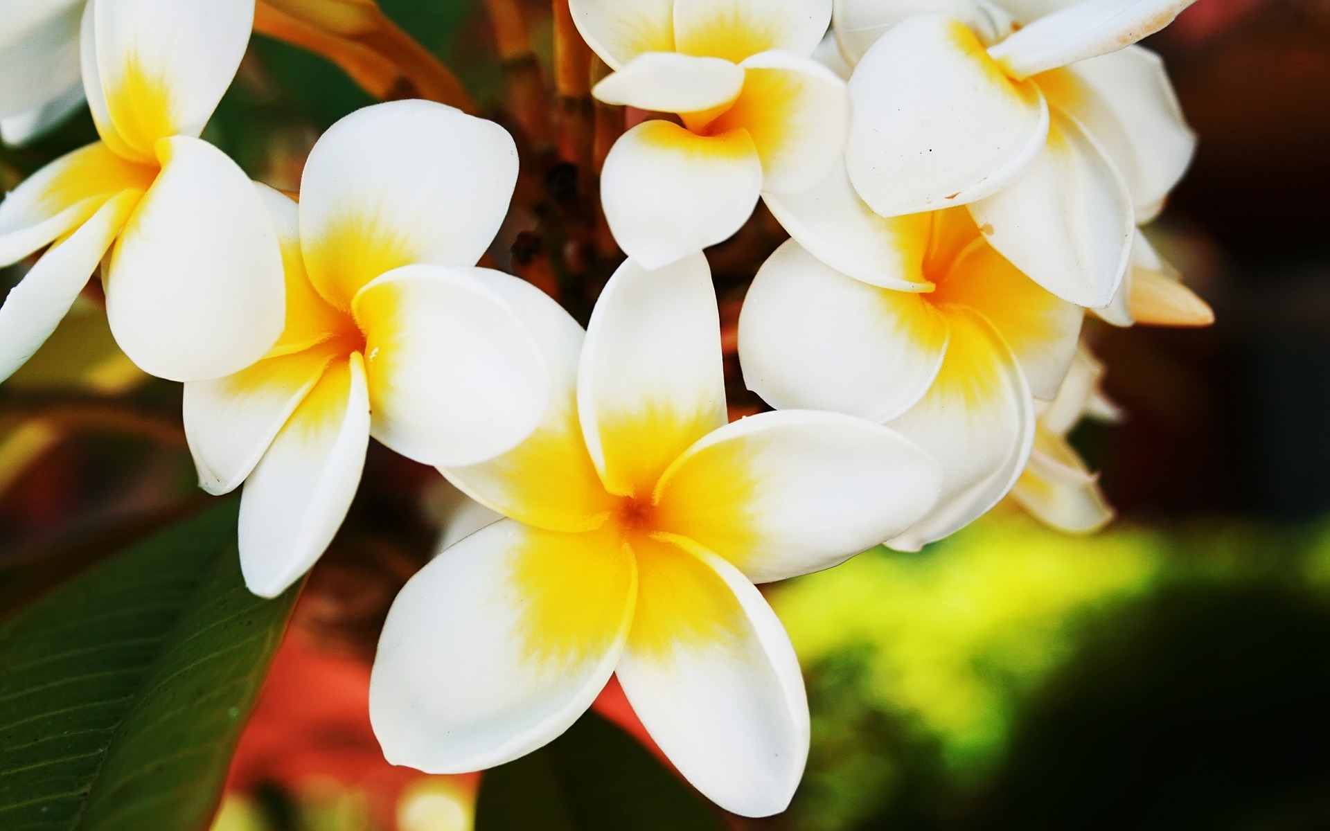 Frangipani_1920_x_1200_widescreen_1_1
