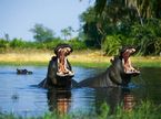 tn-Animals-00012