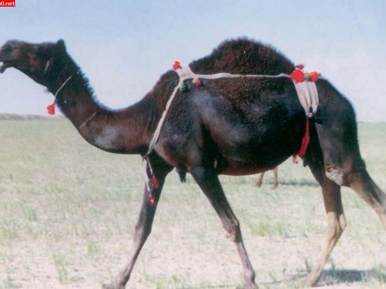 حيوانات