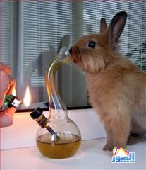 thumb_funny-animals-7213200814600_1_