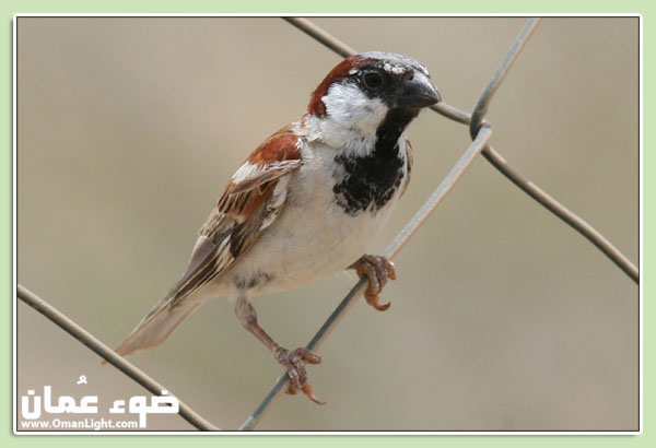 صور من ابداع اعضاء عمان فوتو