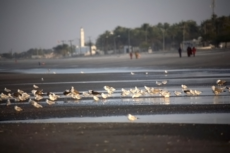 صور من ابداع اعضاء عمان فوتو