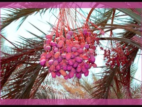 صور من ابداع اعضاء عمان فوتو