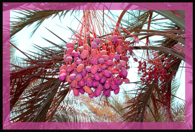 صور من ابداع اعضاء عمان فوتو