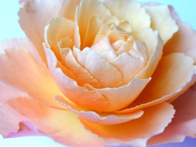 floralrose0664