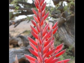 صور من ابداع اعضاء عمان فوتو