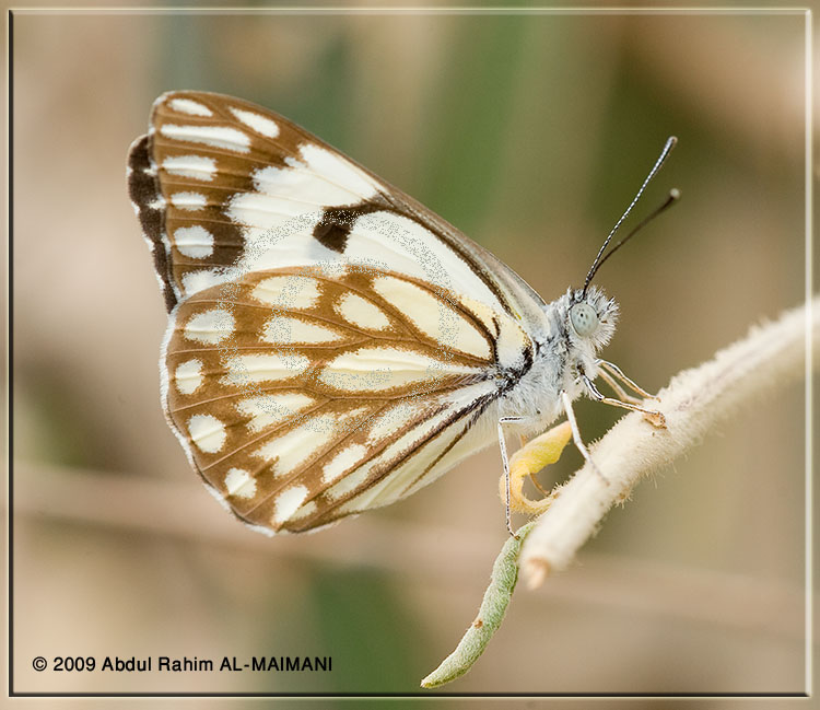 صور من ابداع اعضاء عمان فوتو