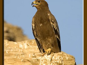 صور من ابداع اعضاء عمان فوتو