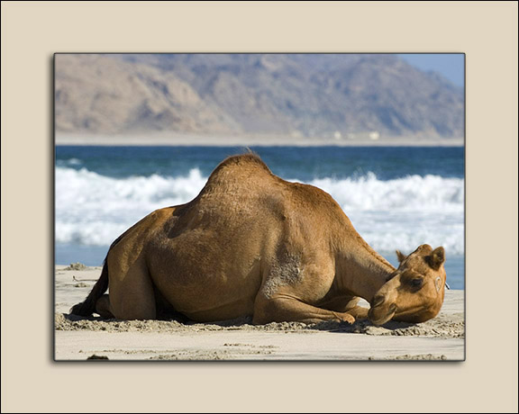 صور من ابداع اعضاء عمان فوتو