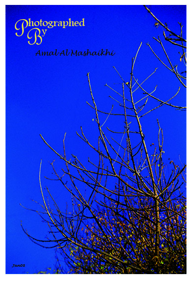 صور من ابداع اعضاء عمان فوتو