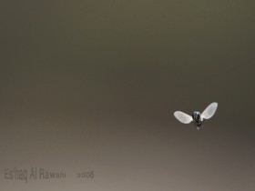 صور من ابداع اعضاء عمان فوتو