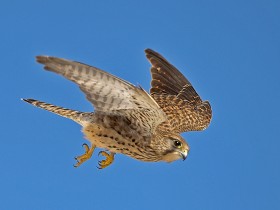 صور منوعة من الإنترنت
