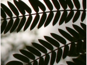 صور من ابداع اعضاء عمان فوتو