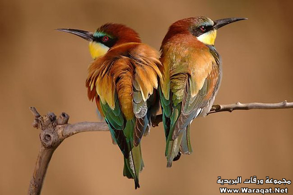 animals_1_1_