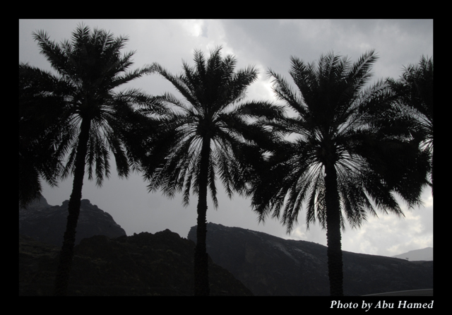 صور من ابداع اعضاء عمان فوتو