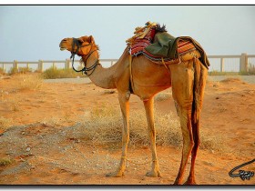 صور من ابداع اعضاء عمان فوتو