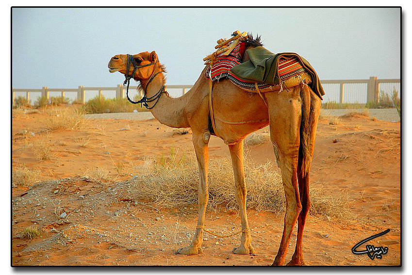 صور من ابداع اعضاء عمان فوتو