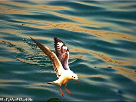 صور من ابداع اعضاء عمان فوتو