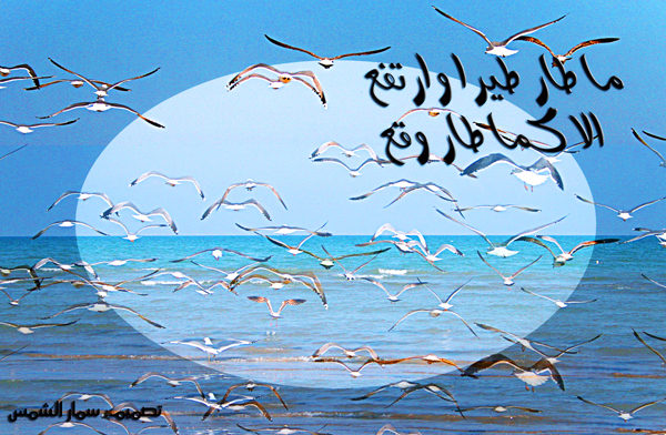 صور من ابداع اعضاء عمان فوتو