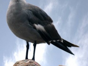 صور منوعة من الإنترنت