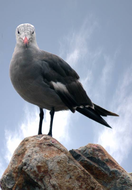 صور منوعة من الإنترنت