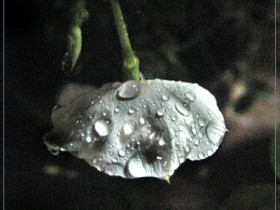 قطرات المطر