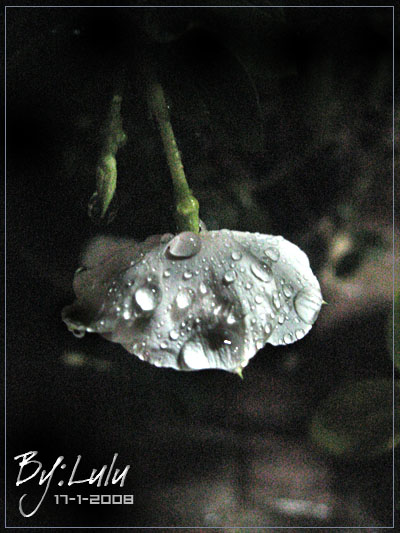 قطرات المطر