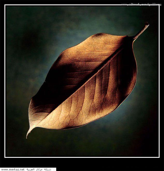 nice_pic_design_photo_93_1_