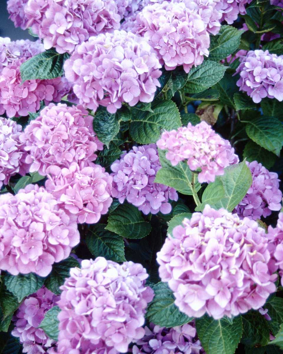 PTBL0069