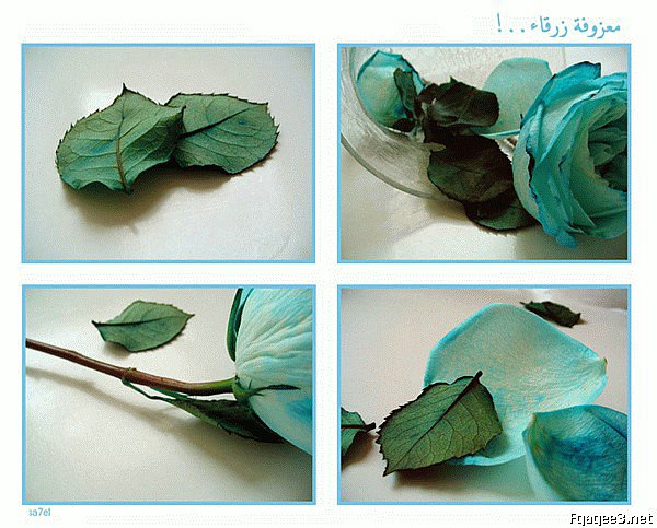 wardt_al7ab_9_