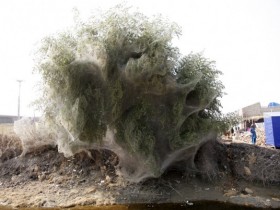 غرائب: العناكب تغطي الاشجار بشباكها