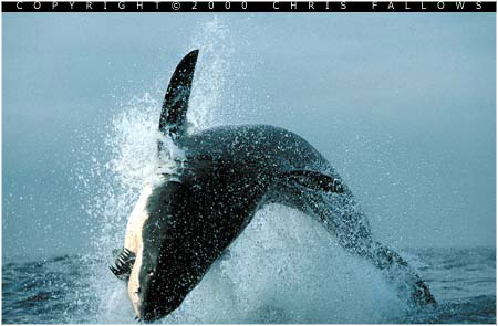 sharks3