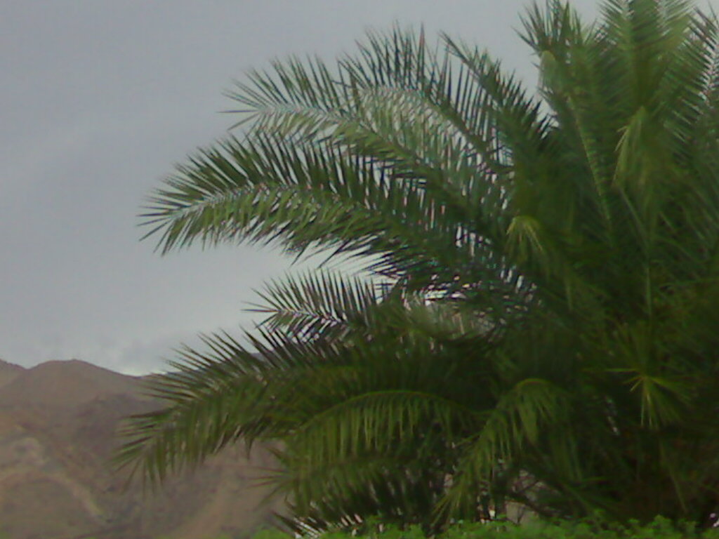 أمطار الخير 18/3/2007
