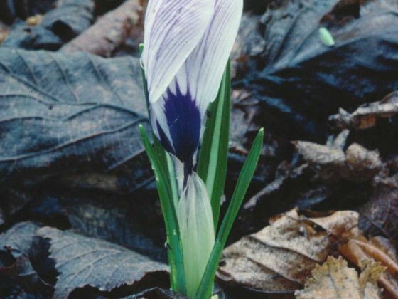 PTBL0037