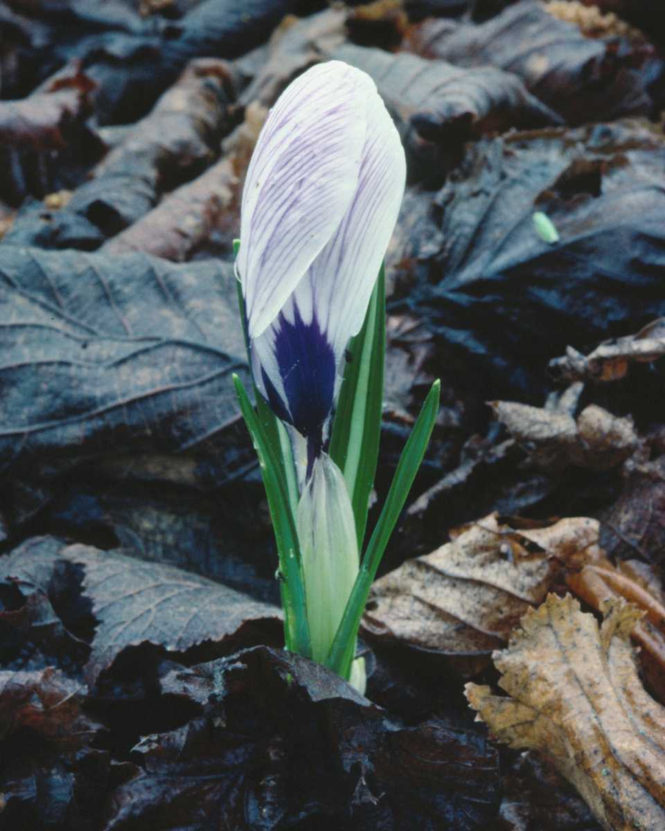 PTBL0037